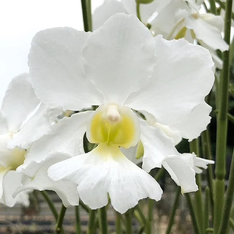 Papilionanthe Poepoe 'Diana' (Papilionanthe teres x Papilionanthe Cooperi)