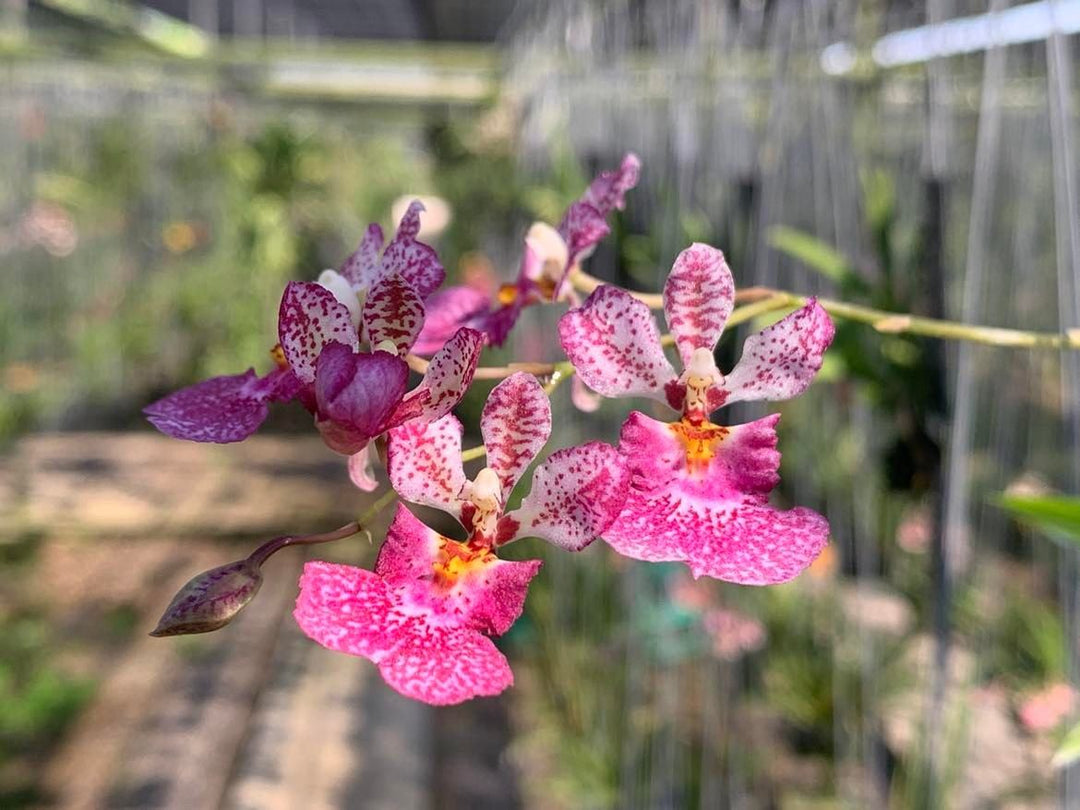 Tolumnia Jairak Venus
