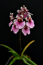 Carica l&#39;immagine nel visualizzatore Galleria, Tolumnia Jairak rainbow &quot;big Red&quot;
