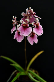 Tolumnia Jairak rainbow 