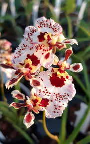 Tolumnia Jairak Flyer 'Corona'