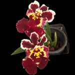 Carica l&#39;immagine nel visualizzatore Galleria, Tolumnia Jairak Flyer &#39;Magic&#39;
