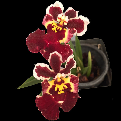 Tolumnia Jairak Flyer 'Magic'