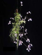 Tolumnia sylvestris