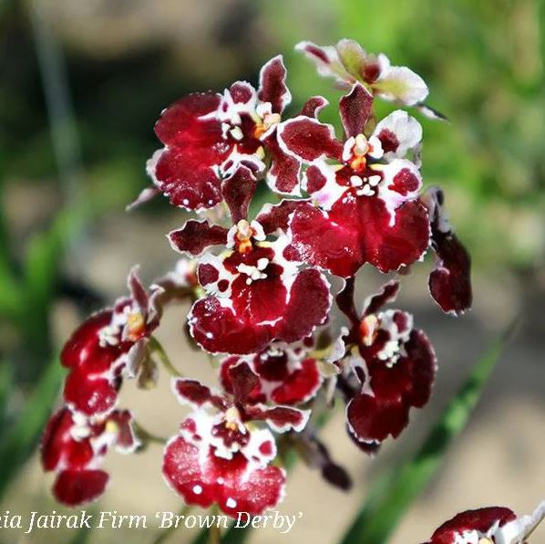 Tolumnia Jairak Firm 'Brown Derby'