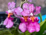 Tolumnia Jairak Venus