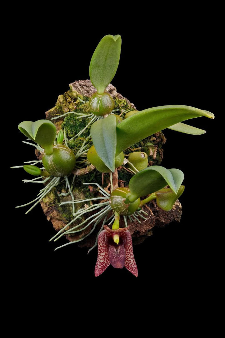 Trias disciflora (Syn. Bulbophyllum disciflorum)