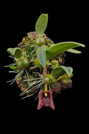 Trias disciflora (Syn. Bulbophyllum disciflorum)