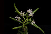 Trichoglottis pusilla
