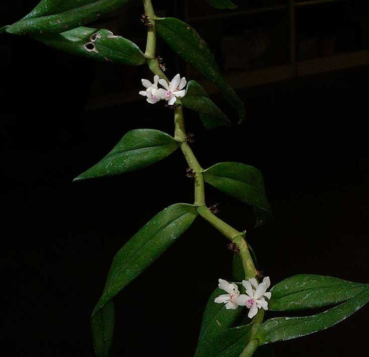 Trichoglottis rosea var.breviracema