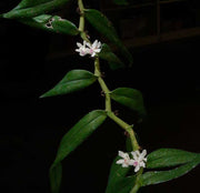 Trichoglottis rosea var.breviracema