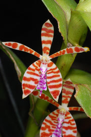 Trichoglottis smithii