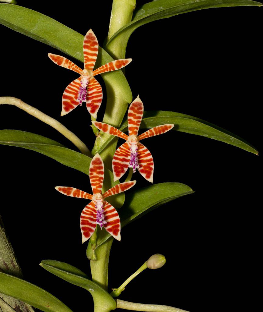 Trichoglottis smithii