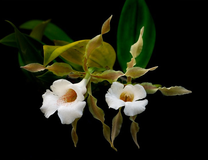 Trichopilia tortilis