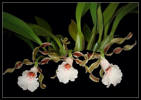 Trichopilia tortilis