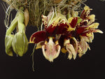 Carica l&#39;immagine nel visualizzatore Galleria, Stanhopea tigrina var. nigroviolacea
