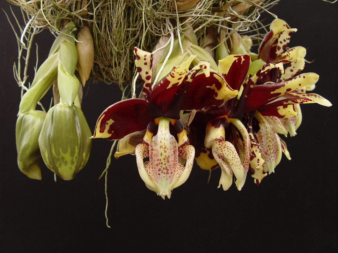 Stanhopea tigrina var. nigroviolacea