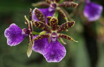 Carica l&#39;immagine nel visualizzatore Galleria, Zygopetalum Trozy Blue
