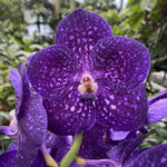 Carica l&#39;immagine nel visualizzatore Galleria, Vanda Tweed Blue
