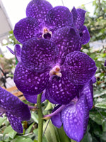 Carica l&#39;immagine nel visualizzatore Galleria, Vanda Tweed Blue
