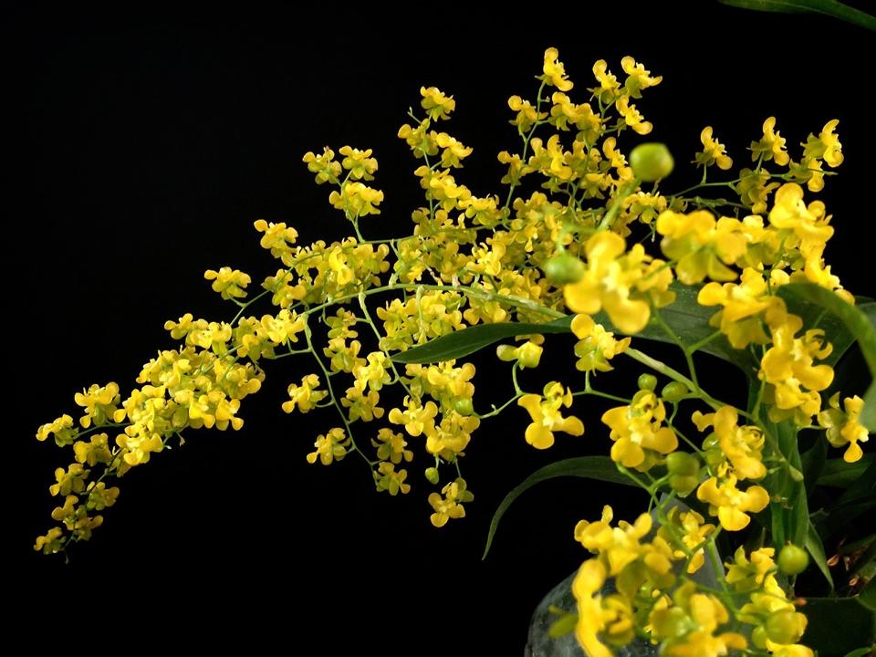 Oncidium Twinkle colori misti