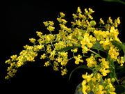 Oncidium Twinkle MIX piante grandi