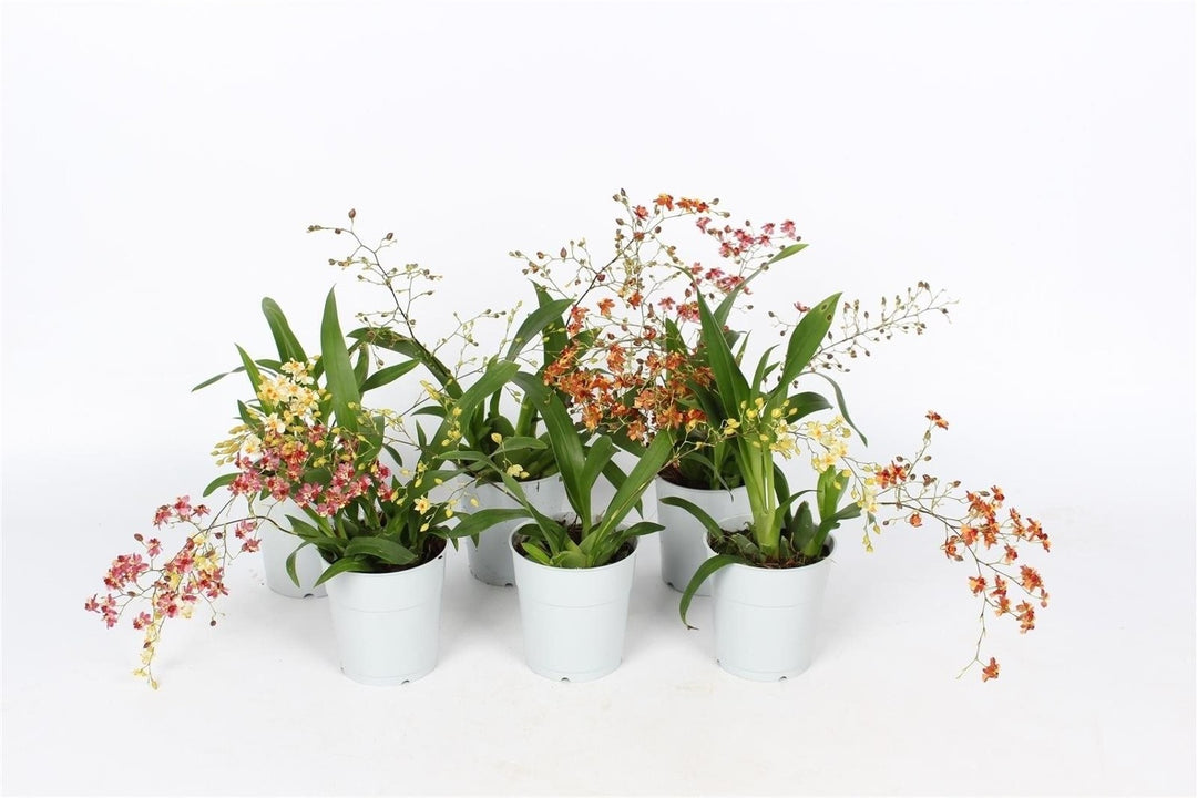 Oncidium Twinkle