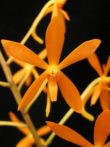 Vanda syn. Ascofinetia Twinkle (Neofinetia falcata X Ascocentrum miniatum)