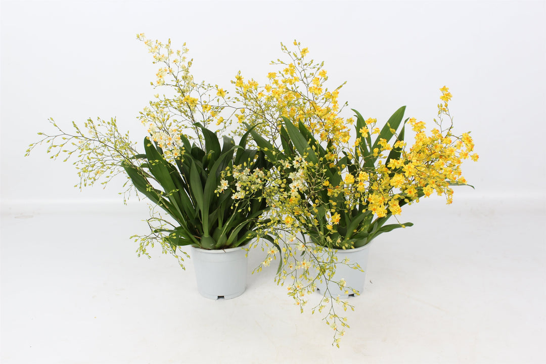 Oncidium Twinkle piante grandi