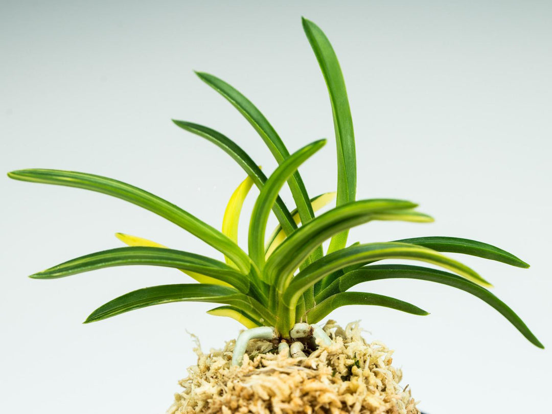 Neofinetia falcata ‘Seiou nishiki’ 青王錦