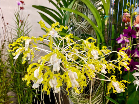 Laelia undulata var. alba