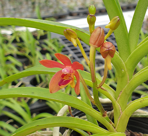 Vanda alpina × curvifolia
