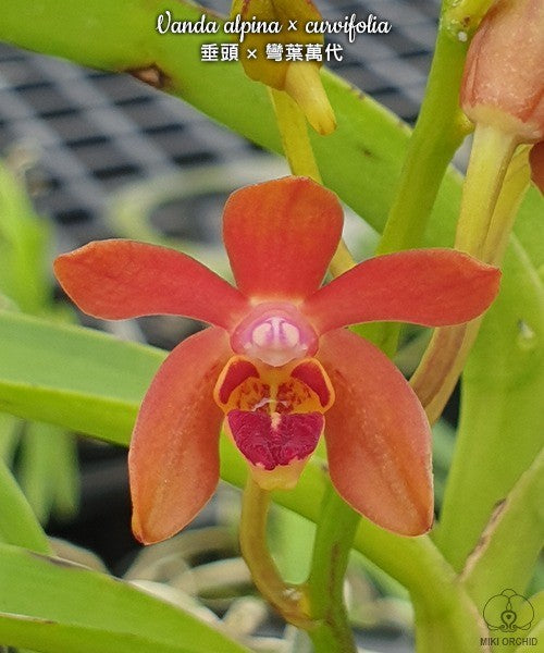 Vanda alpina × curvifolia