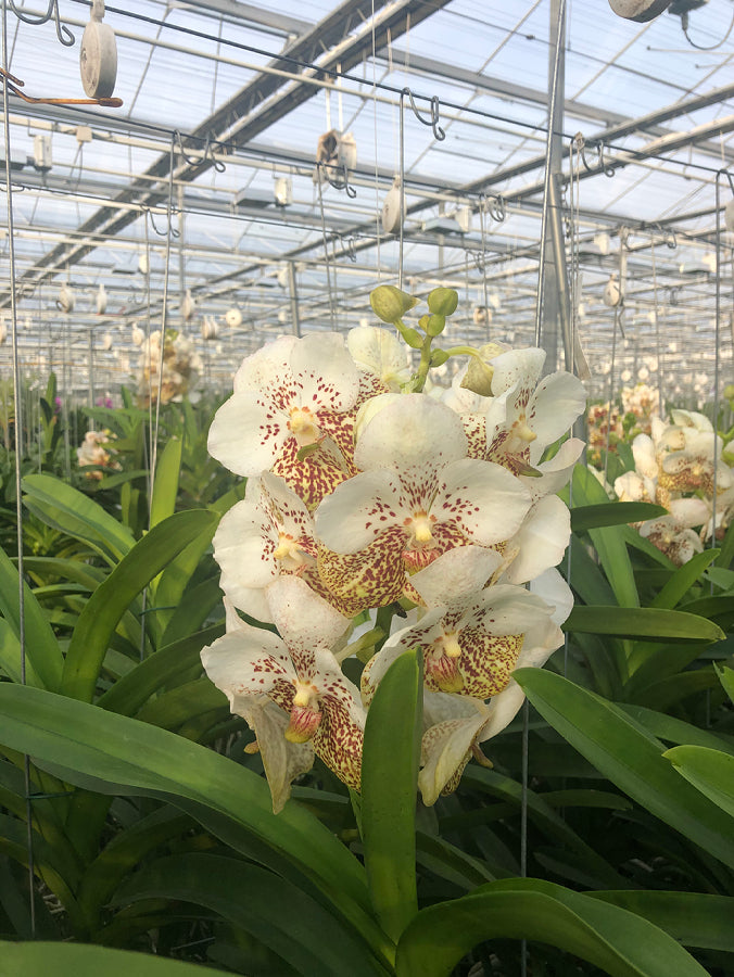 Vanda Yellow Spot