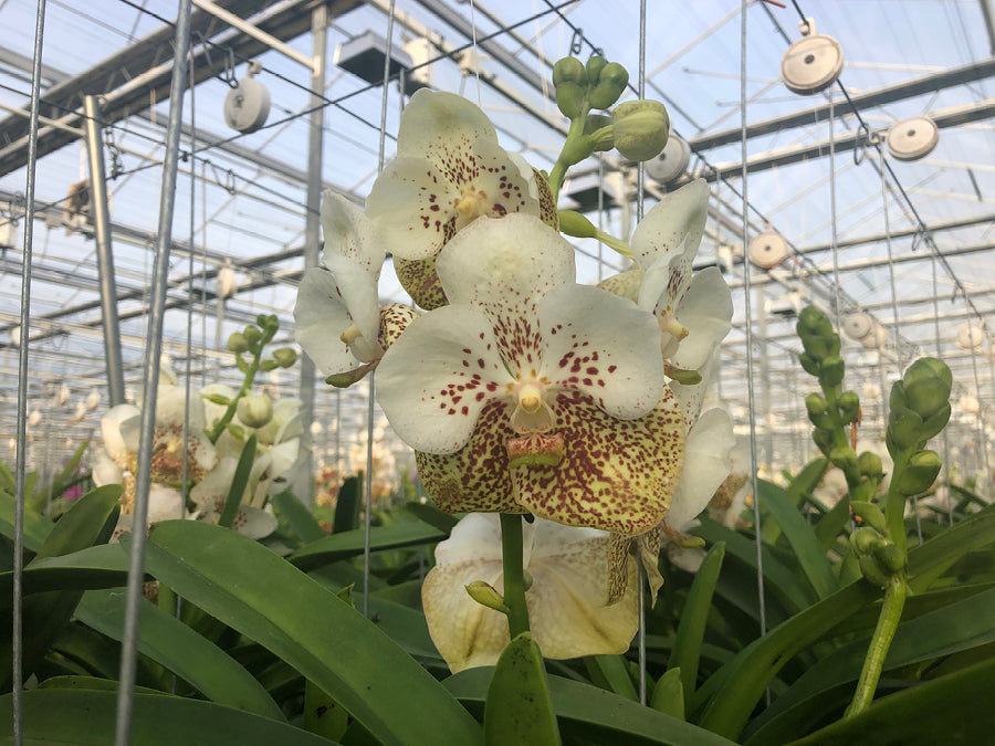Vanda Yellow Spot