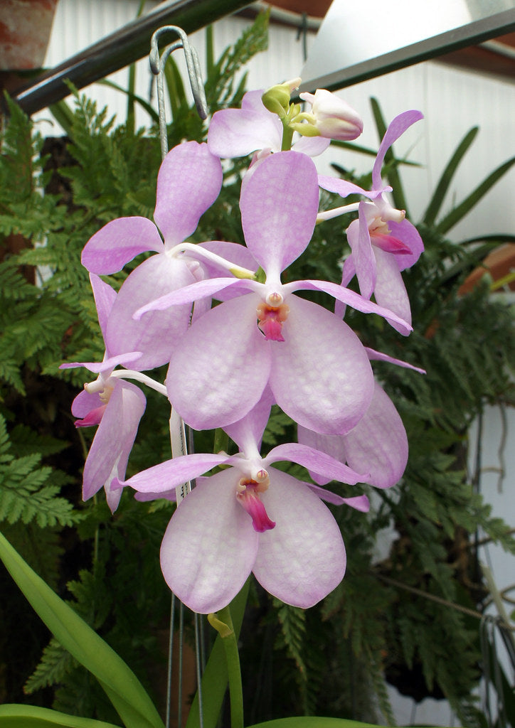 Vanda coerulea var. rosea
