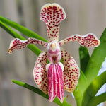 Carica l&#39;immagine nel visualizzatore Galleria, Vanda cristata x lombokensis
