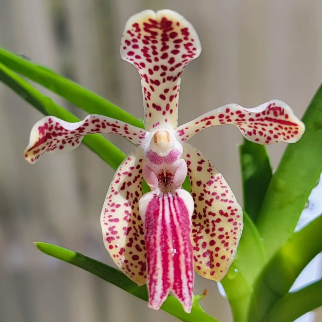Vanda cristata x lombokensis