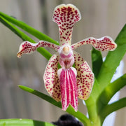 Vanda cristata x lombokensis