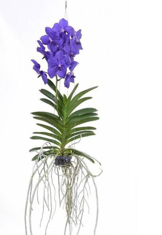 Vanda Dark Blue
