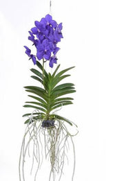 Vanda Dark Blue
