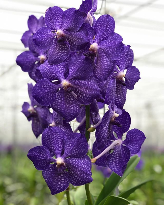Vanda Dark Blue
