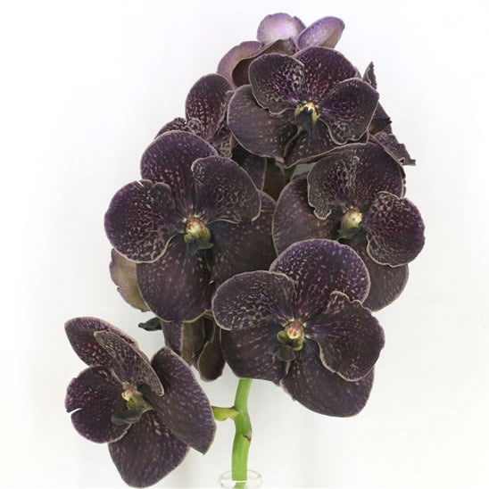 Vanda Dark Chocolate Brown