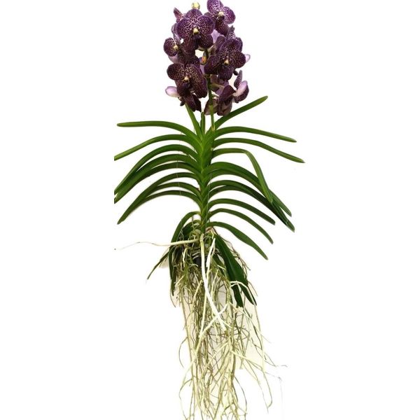 Vanda Dark Chocolate Brown