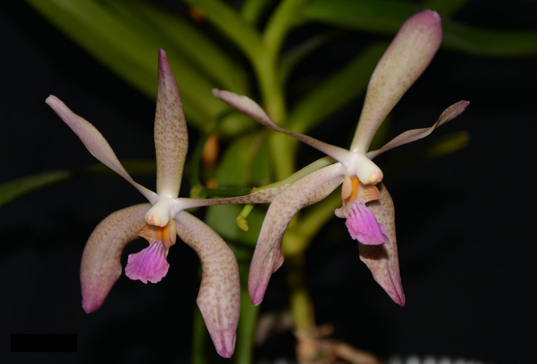 Vanda Esmeralda clarkei x vanda coerulea