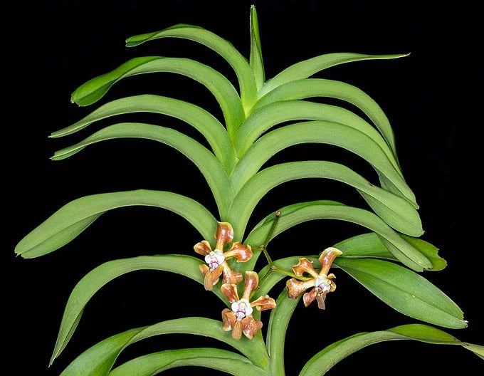Vanda helvola