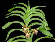 Vanda helvola