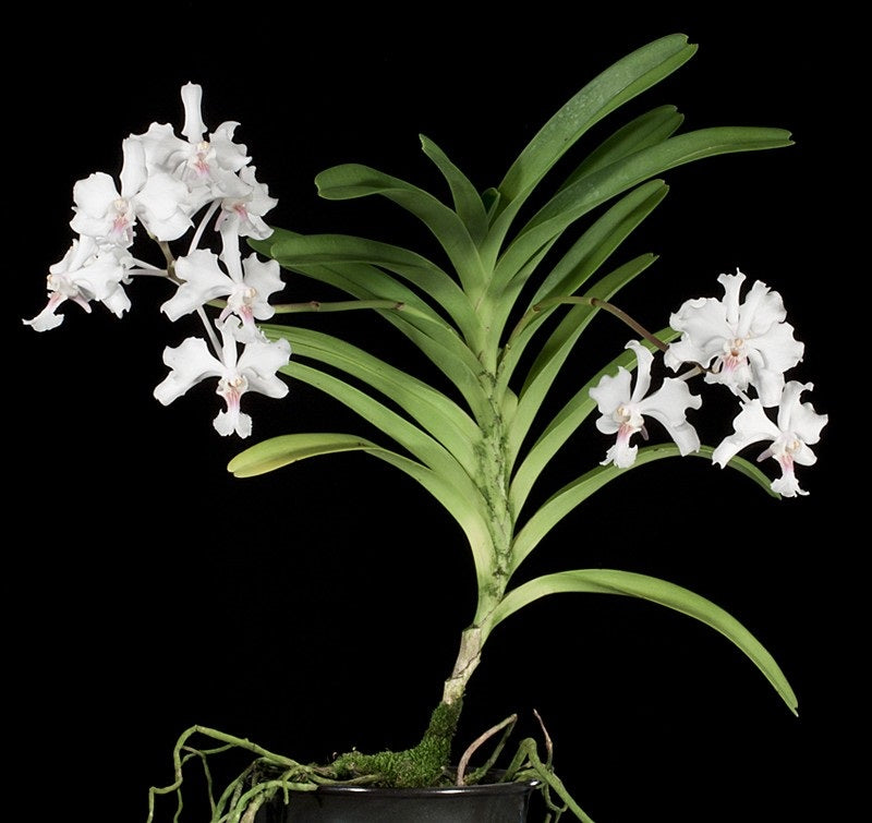 Vanda javierae