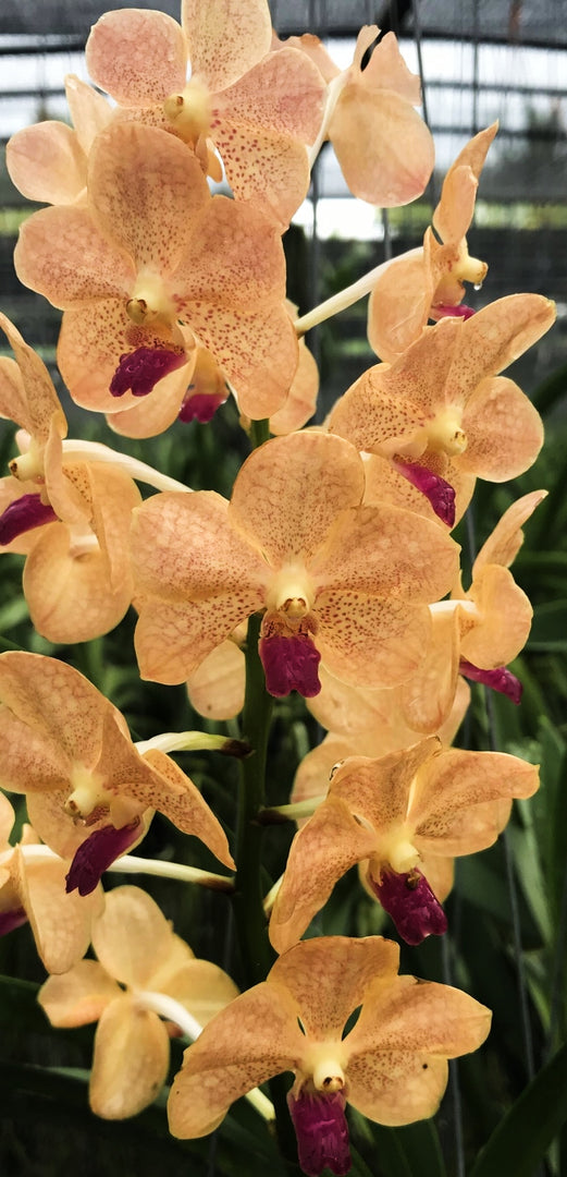 Vanda Khun Nok x Pine River Pink