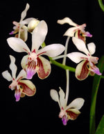 Carica l&#39;immagine nel visualizzatore Galleria, Vanda lamellata
